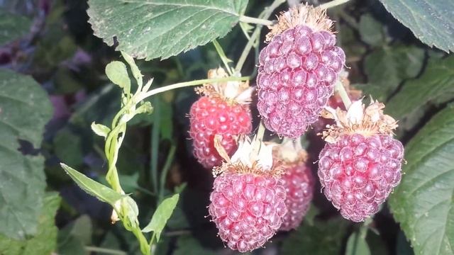 Complete Guide: Growing Tayberry | The Movie смотреть онлайн