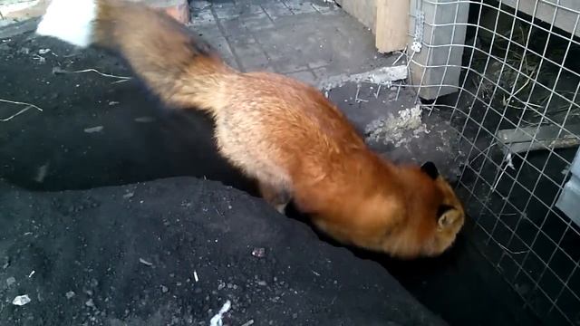 Содержание лисы: зачем нужен вольер смотреть онлайн