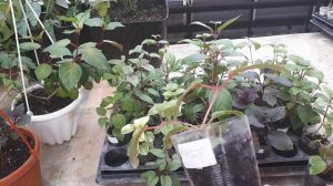 ФУКСИИ. Весенняя обрезка и формировка.