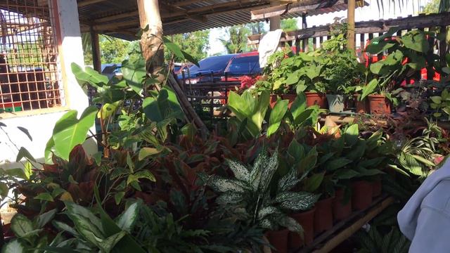 Wow!! Presyong Kaibigan na mga Halaman sa Hamtic Antique + Jackpot Calathea Maria 100 pesos lang смотреть онлайн