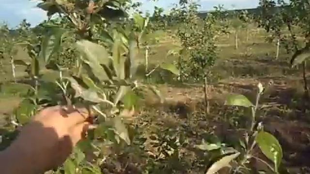 Борьба с болезнями в саду как лечить дерево смотреть онлайн