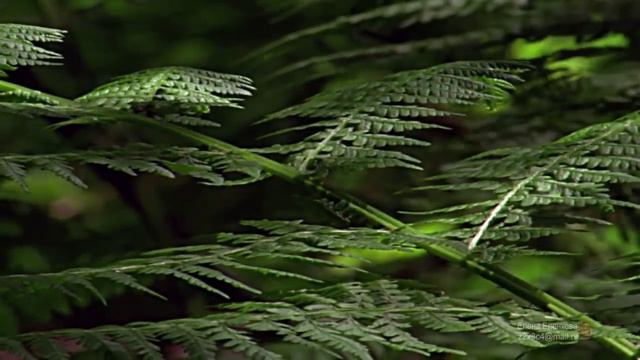 ГЕНДЕЛЬ . Голоса природы смотреть онлайн