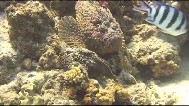 Предельная глубина - 309 - Опасные обитатели Красного Моря. смотреть онлайн