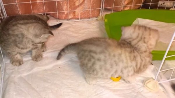 КОТЁНОК ОТКАЗАЛСЯ ХОДИТЬ НА ЛОТОК