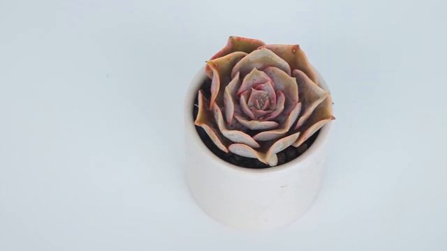 Dudu EC272 Colourful Rare Floweing Wholesale Aeonium Echeveria Natural Live Succulent смотреть онлайн