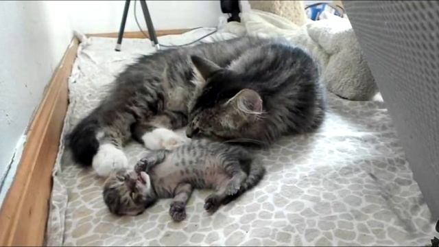 Уличная кошка родила четверых котят. Но в то, что произошло через 4 дня, не мог поверить никто