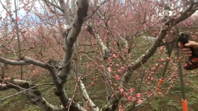 Аккумуляторный секатор/ ДОСТОИНСТВА и НЕДОСТАТКИ смотреть онлайн