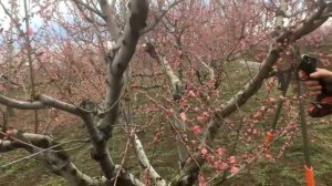 Аккумуляторный секатор/ ДОСТОИНСТВА и НЕДОСТАТКИ