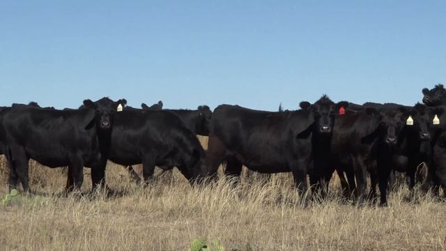 Groups 9, 10, 11, 12, 22, 23, 24, 25—Mayer Legacy LLC, Guymon, Oklahoma смотреть онлайн