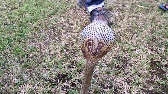 Cobra Vs Wild.Indian Spectated Cobra. Naja Naja. Everything You Need To Know About Cobra