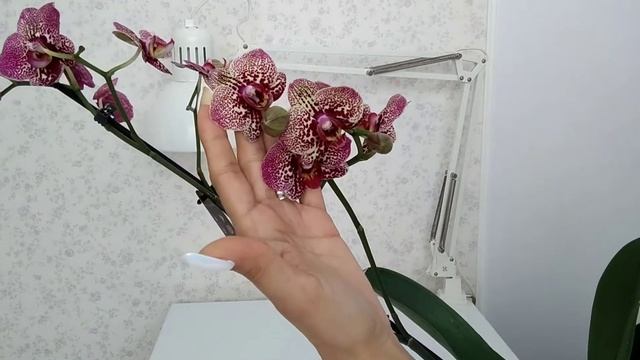 Орхидея Клеопатра 16 / Phal. Kleopatra 16. Мой выигрыш?❤️ смотреть онлайн
