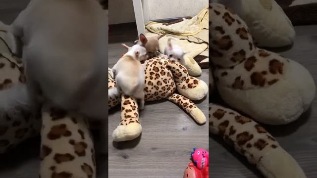 Щенки чихуахуа в продаже смотреть онлайн