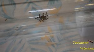 Lasius Niger - кормим живым тараканом.Lasius Niger - feed live cockroach