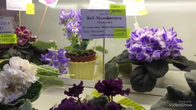 Новинки и старинки, цветущие фиалки в ДФ (25.09.2019) смотреть онлайн