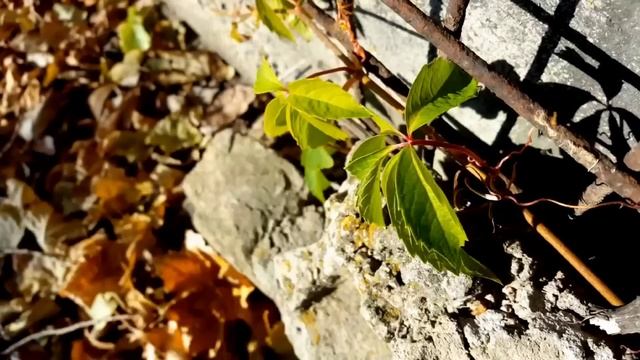 29 октября - День Искушений. Бросьте щепотку соли за порог. смотреть онлайн