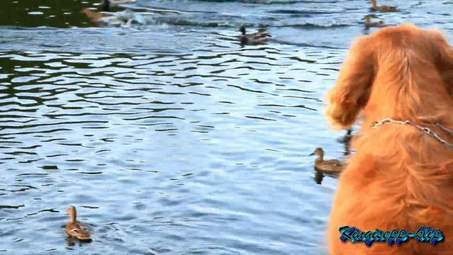 дети кормят уток.mp4 смотреть онлайн