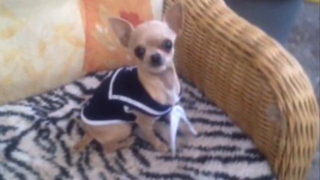 Teacup Chihuahua Tiny Micro Balllerina Music White Doberman смотреть онлайн