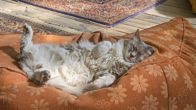 Why Do Male Cats Have Nipples? смотреть онлайн