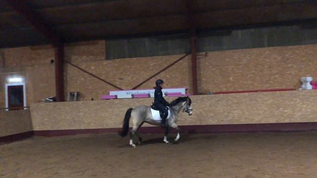 Mariline's Topaz, C-ponny, valack, f 2012, Till Salu смотреть онлайн