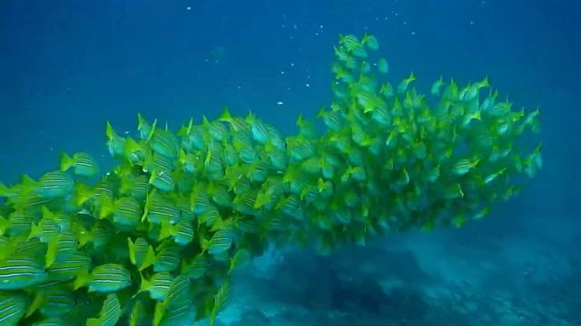 Undersea world! Подводный мир !Зеленые рыбки.Green fish смотреть онлайн
