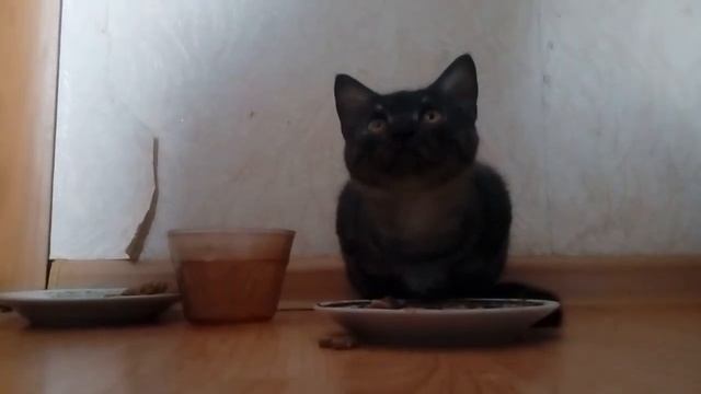 Кошка кушает. Котенок Маша подросла и кушает.