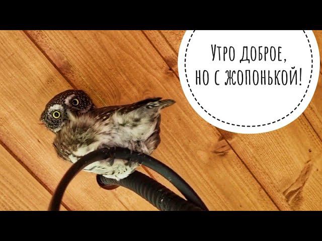 Кошка Морошка выходит гулять к Псу Кубику. Обзор доброутренних сов. Сыч Кутуша стабильна, Ёль тоже