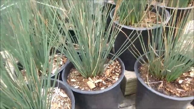 Juncus Patens - 13 Weeks Of CA Natives смотреть онлайн