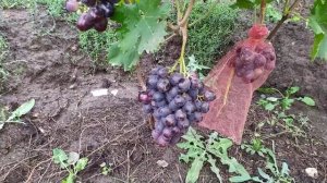 Смотреть. Виноград. Мустанг черный и Эмир ,автор Калугин В.М.