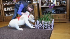 Как отучить щенка грызть садовые растения