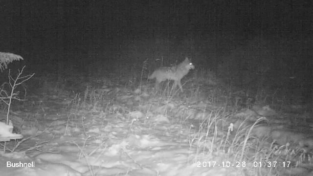 Волки Висимский заповедник 28 10 17 смотреть онлайн