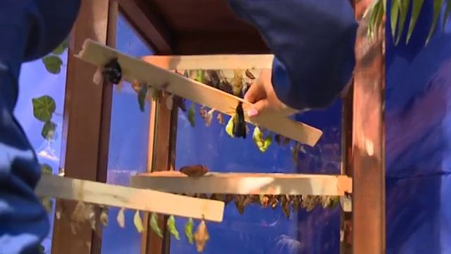 репортаж программ 