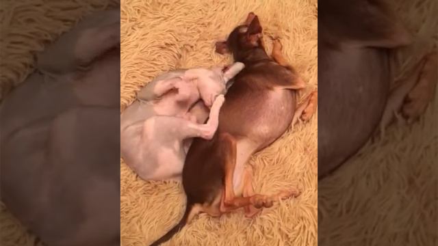 Фиона и Афина. Сфинкс и той-терьер. смотреть онлайн