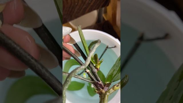 Детка на корнях орхидеи смотреть онлайн