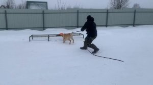 Перевоспитание лабрадора | дрессировка собаки с нуля | собака тянет поводок