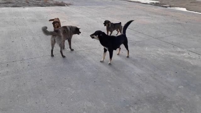 itlar jangi смотреть онлайн