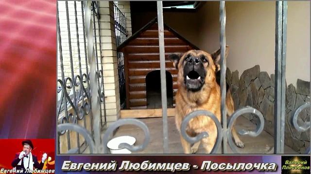 Евгений Любимцев - Посылочка смотреть онлайн