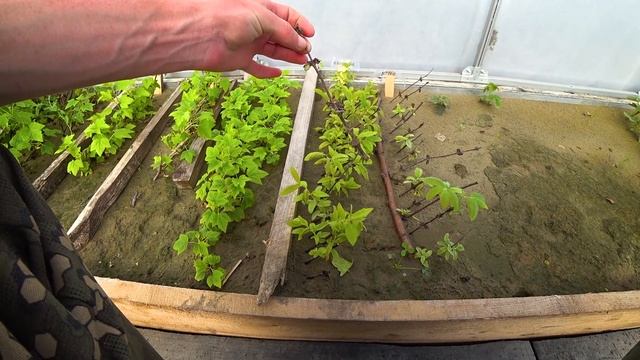 Теплица для черенкования спустя месяц. смотреть онлайн