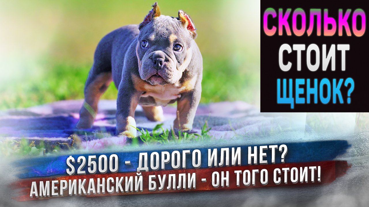 Американский Булли - шикарный щенок ждет родителей. Игрушки для собак KONG и новый коврик ProFleece. смотреть онлайн