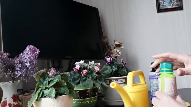 ПОДКОРМКА ФИАЛОК ЖИДКИМ УДОБРЕНИЕМ смотреть онлайн