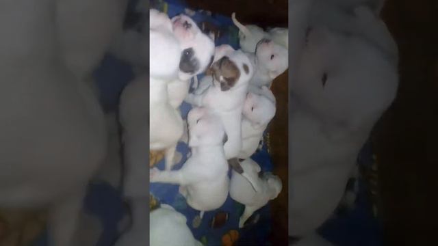 Hijos de macho bulldog ingles y mama american pitbull смотреть онлайн