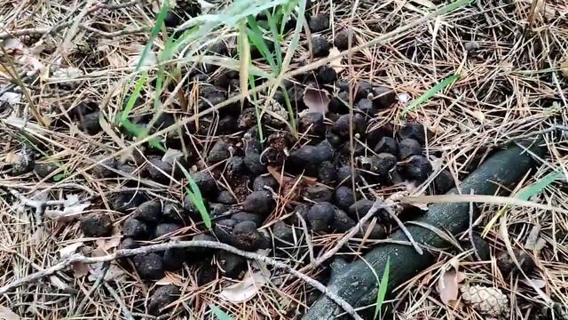 ГРИБАЛКА или ТИХАЯ ОХОТА собираем БЕЛЫЙ ГРИБ, ПОЛЬСКИЙ, ПОДОСИНОВИК смотреть онлайн