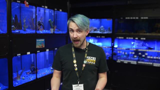 Introduction to an Axolotl as a Pet (watch before getting an Axolotl!) смотреть онлайн