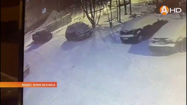Волк повадился таскать собак с улиц Оленегорска смотреть онлайн