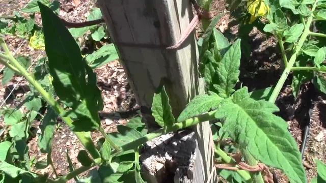 GARDEN TIPS ON TOMATOES AND TYING THEM TO STAKES 6-10-12 смотреть онлайн