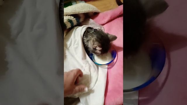 Привезла Марусю с котятами домой...5 Октября. Котятам было больше недели... смотреть онлайн