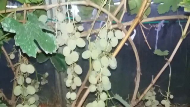 Калининградский виноград. Маринка. смотреть онлайн