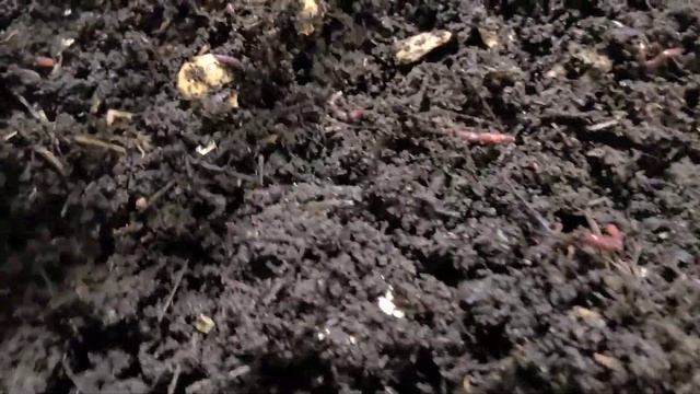 Worm Farm: Simple Way To Harvest Worms Pt2 смотреть онлайн