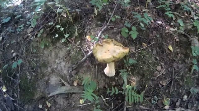 Эксклюзивная охота, собираю валуи смотреть онлайн