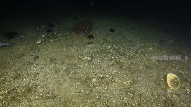 Осьминог Дофлейна ловит рыбу смотреть онлайн