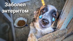 Пес подобранный с трассы смертельно заболел